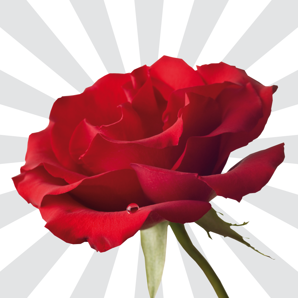 Logo Seniorengeluk.be