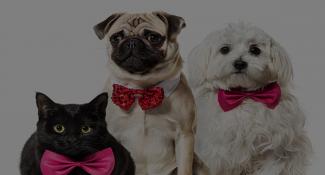 Logo PuppyBearTV (All Geos/Desktop/Mobile Web)