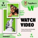 Logo PuppyBearTV (All Geos/Desktop/Mobile Web)