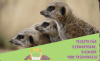 Logo Zoo Tickets - DE